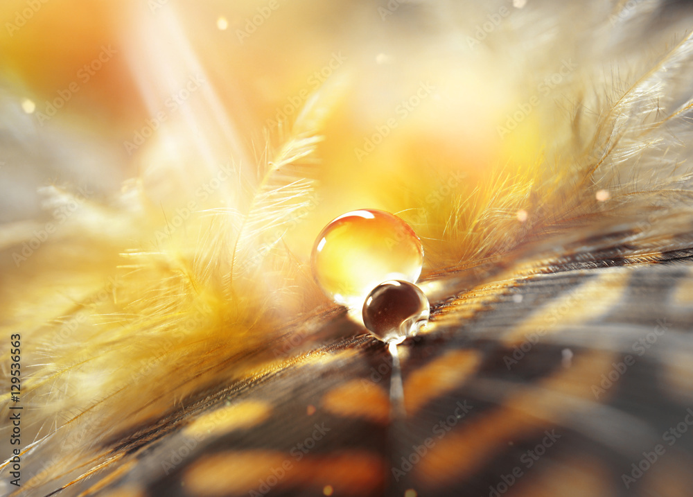 Poster drops of water dew on a fluffy feather in the light sun close-up macro on golden brown blurred backg