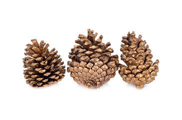 dry conifer cones for decoration on white background