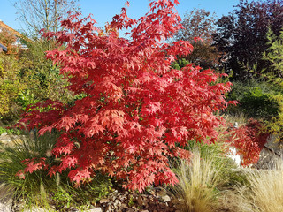 Faecherahorn, Herbst, Acer, palmatum, Osakazuki, japonicum;