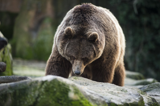 Oso pardo