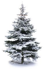 Christmas Tree © Andrey Volokhatiuk