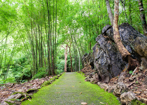 Fototapeta Hiking trail in Tropical rain forest