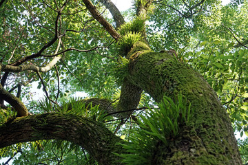 下から木を見上げる