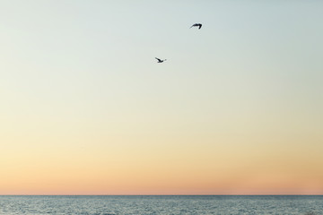 Gulls fly in evening sky over the sea