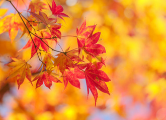 Naklejka na ściany i meble Maple leaf in fall season.
