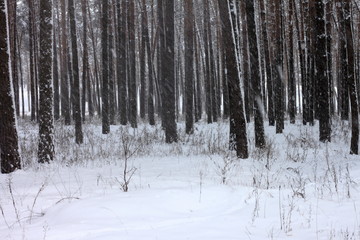 Snow covered pine trees in winter forest. Winter forest with trees. Outdoor woods nature landscape at cold day. Cold day in snowy winter forest.