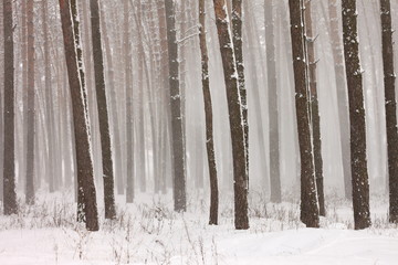 Snow covered pine trees in winter forest. Winter forest with trees. Outdoor woods nature landscape at cold day. Cold day in snowy winter forest.