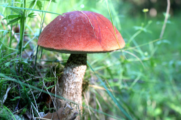 leccinum aurantiacum