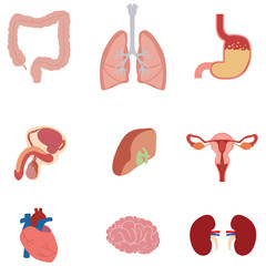 Different flat human organs set with brain heart lungs stomach bowels kidneys isolated on white background vector illustration