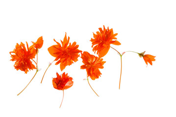 orange flower isolated