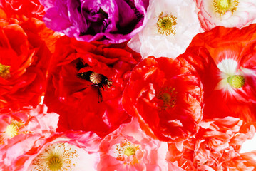 Obrazy na Szkle  poppy flowers