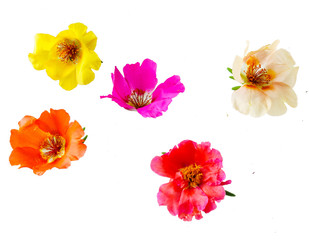 purslane flower isolated