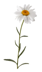 Isolated white flower with stem