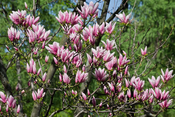 blooming magnolia tree with pink flowers