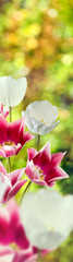 Image of flowers tulips on a green background