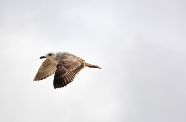 Seagull on flight