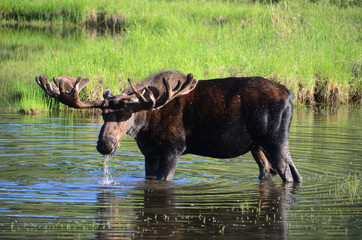 Big bull moose.