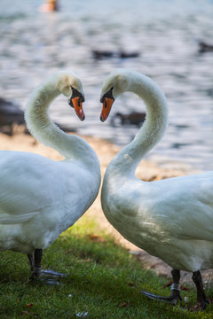 Two swans on a pond