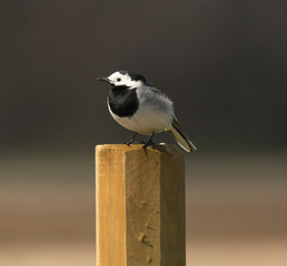 White wagtail (Motacilla alba).