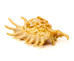 Sea shell isolated on a white background