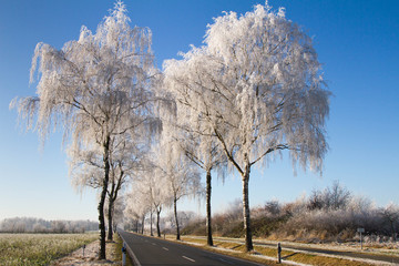B&auml;ume mit Raureif bedeckt im Winter 