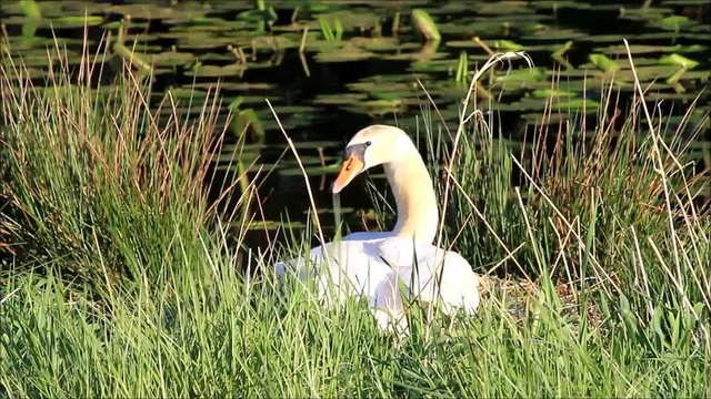 swan breeds in nest near pond
