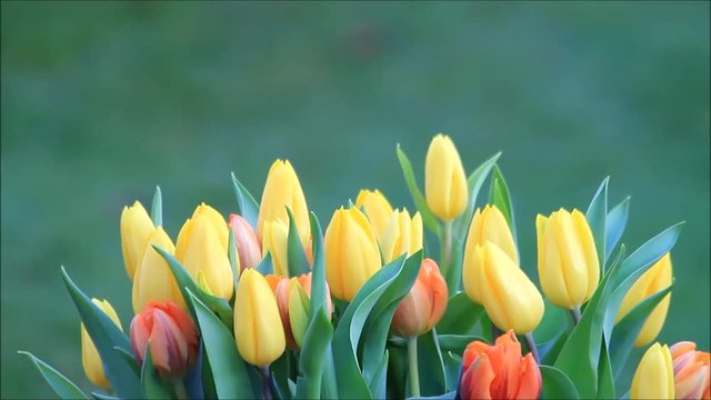 tulips yellow orange rotate on green
