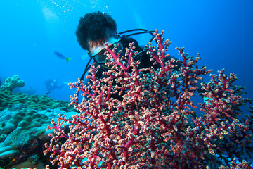 Diver and soft coral.