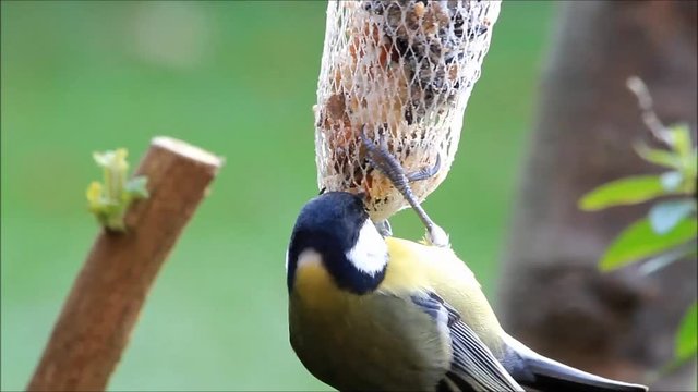 feeding birds in winter, close up great tit parus major
