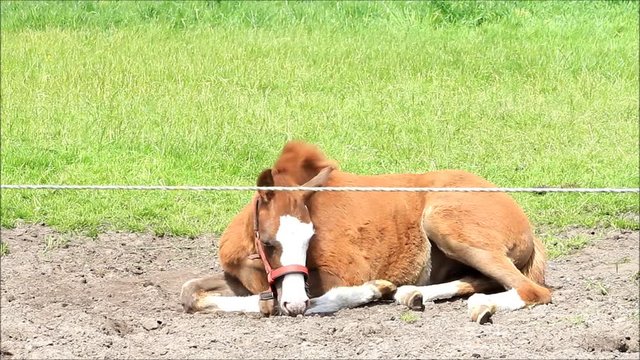 Foal filly on green meadow in spring
 