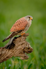 Beautiful bird of prey on a trunk