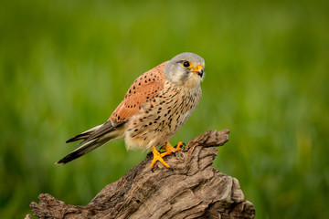 Beautiful bird of prey on a trunk