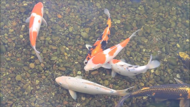 koi fish in pond

