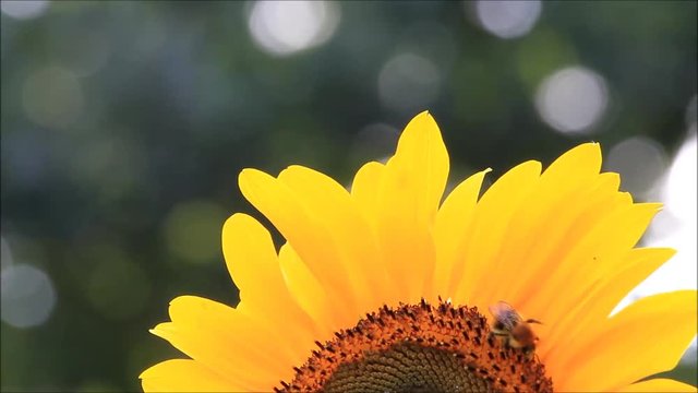 bumble bee on  sunflower

