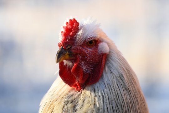 Afbeeldingen over Riesenhuhn – Blader in stockfoto's, vectoren en video ...