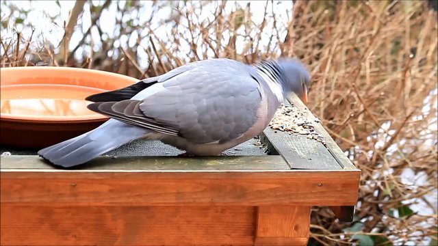 dove pigeon very hungry, feeding birds
