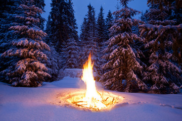 Bonfire on snow fir forest
