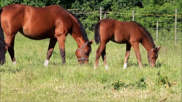 Horse foal and mare grazing on green pasture
