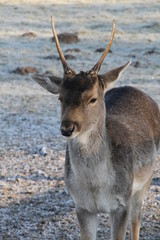 Junger Damhirsch in Nahaufnahme