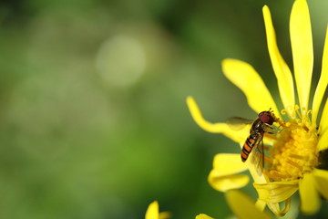 ハナアブとツワブキの花