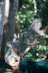 Cute Australian koala bear couple sleeping on a tree 
