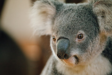 a portrait shot of koala bear