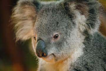 a portrait shot of cute baby koala bear in Australia