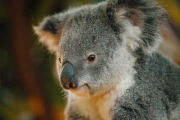 a close up of cute baby koala bear