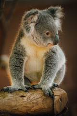 Fototapeta premium A cute baby Koala bear posing 