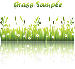 Fototapeta premium grass with flowers