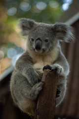 Fototapeta premium A cute baby Koala bear