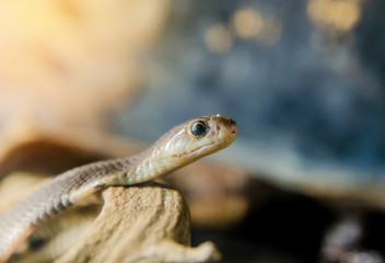 Corn snake on a branch