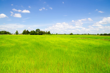 Obraz premium rice field landscape with blue sky and cloud