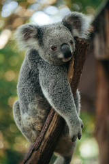 A cute baby Koala bear hanging from a tree